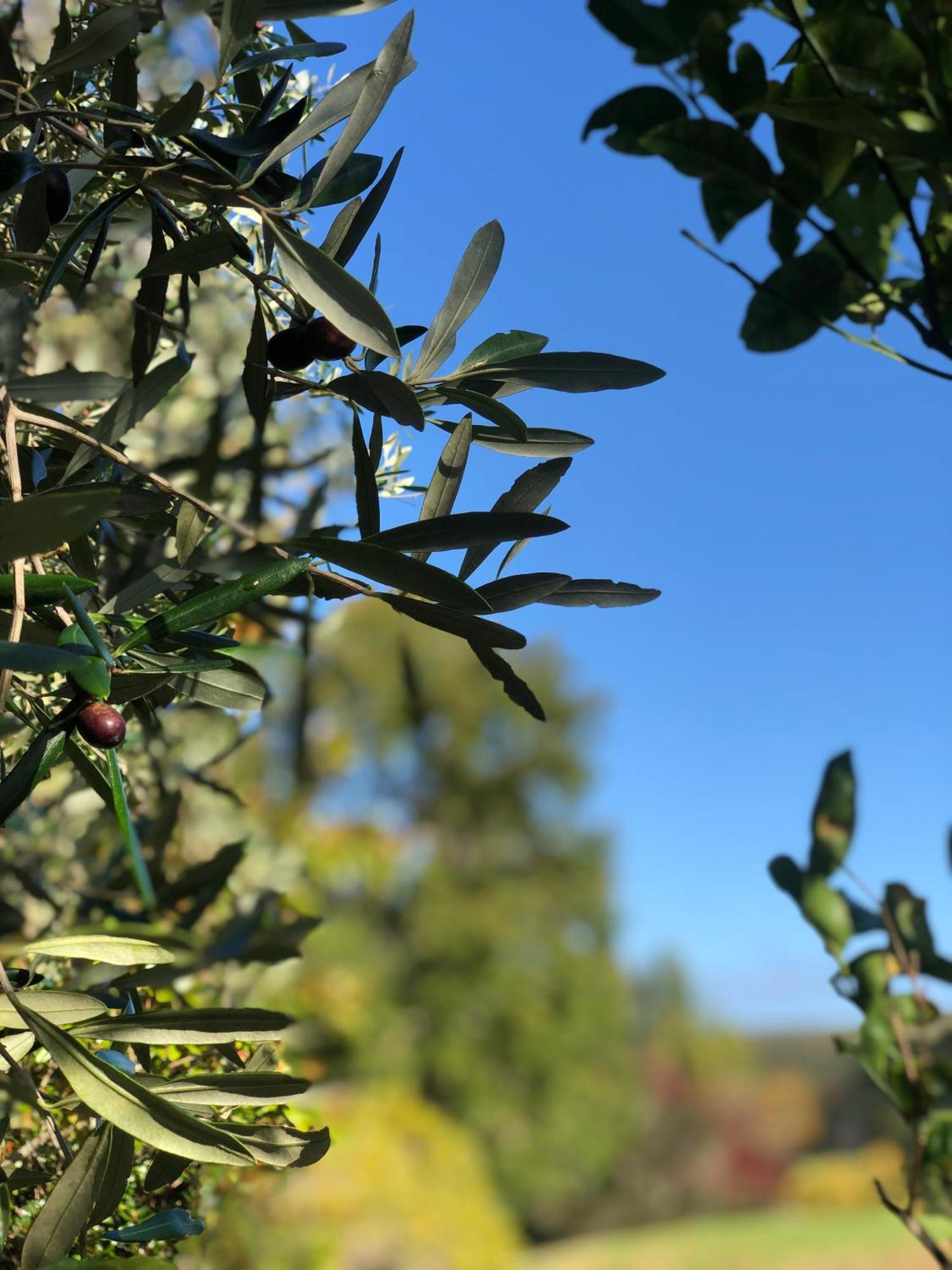 Villetta - Matakana Boutique Luxury Accommodation エクステリア 写真